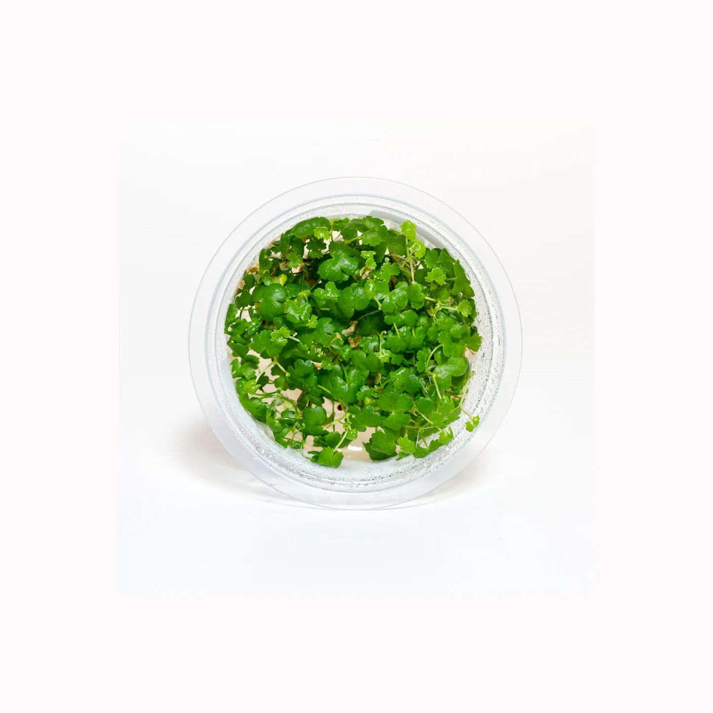 Hydrocotyle tripartita 'Japan' - Tissue Culture
