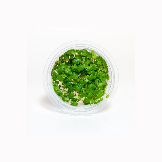 Hydrocotyle tripartita 'Japan' - Tissue Culture