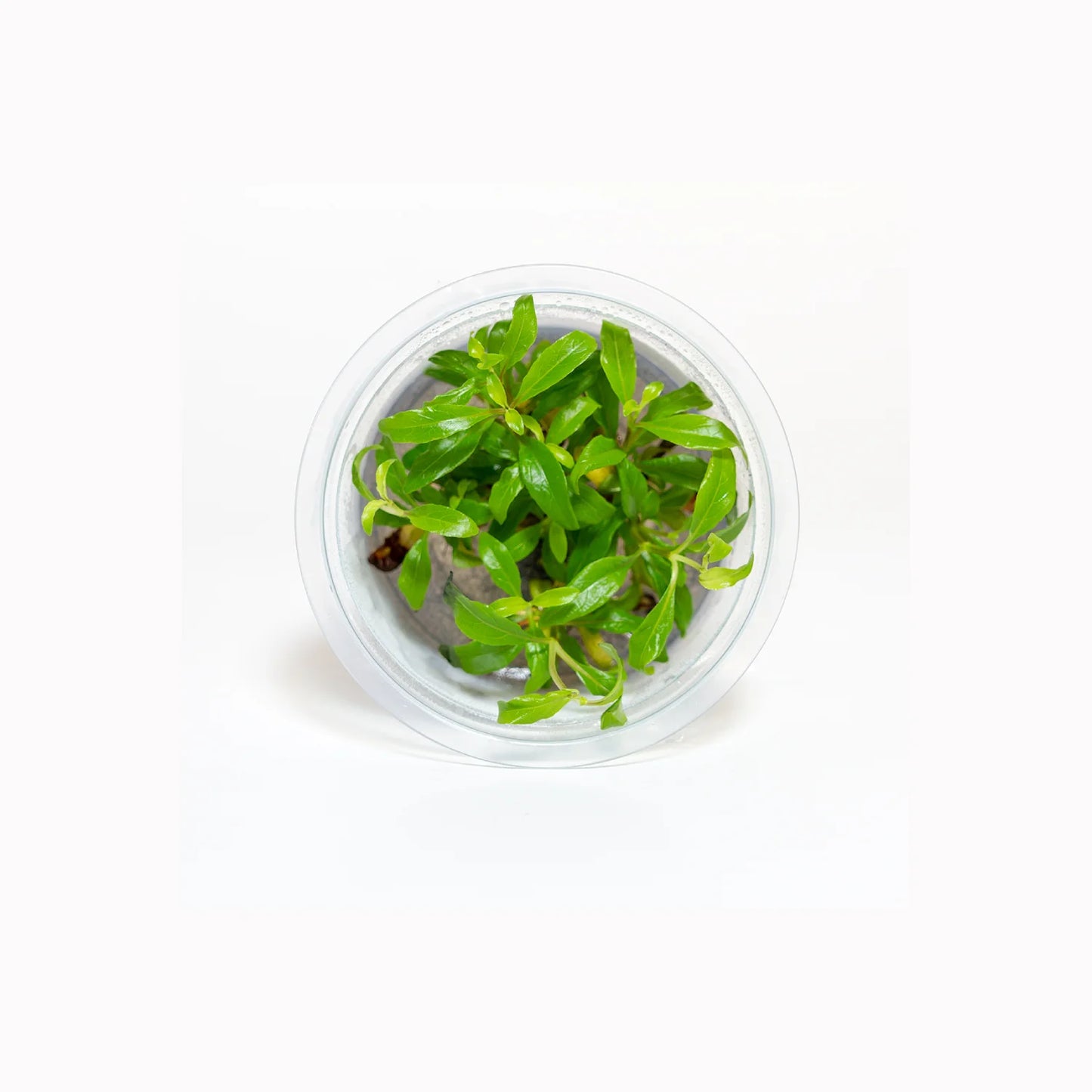 Hygrophila corymbosa 'Siamensis' - Tissue Culture