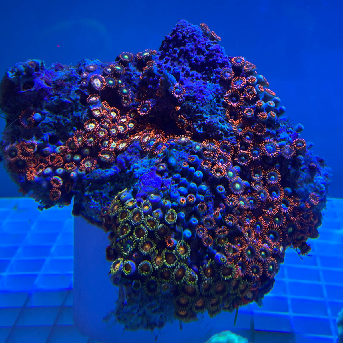 WYSIWYG Fiji Multicolor Zoanthid Colony - 007