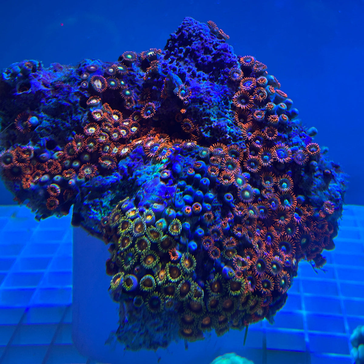 WYSIWYG Fiji Multicolor Zoanthid Colony - 007
