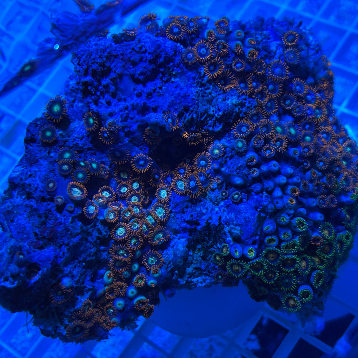 WYSIWYG Fiji Multicolor Zoanthid Colony - 007