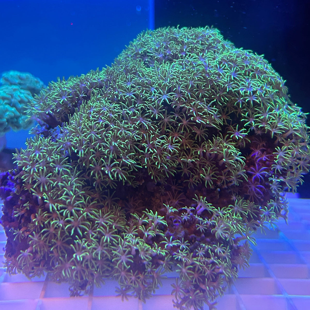 WYSIWYG XL Green Star Polyp Colony - 009