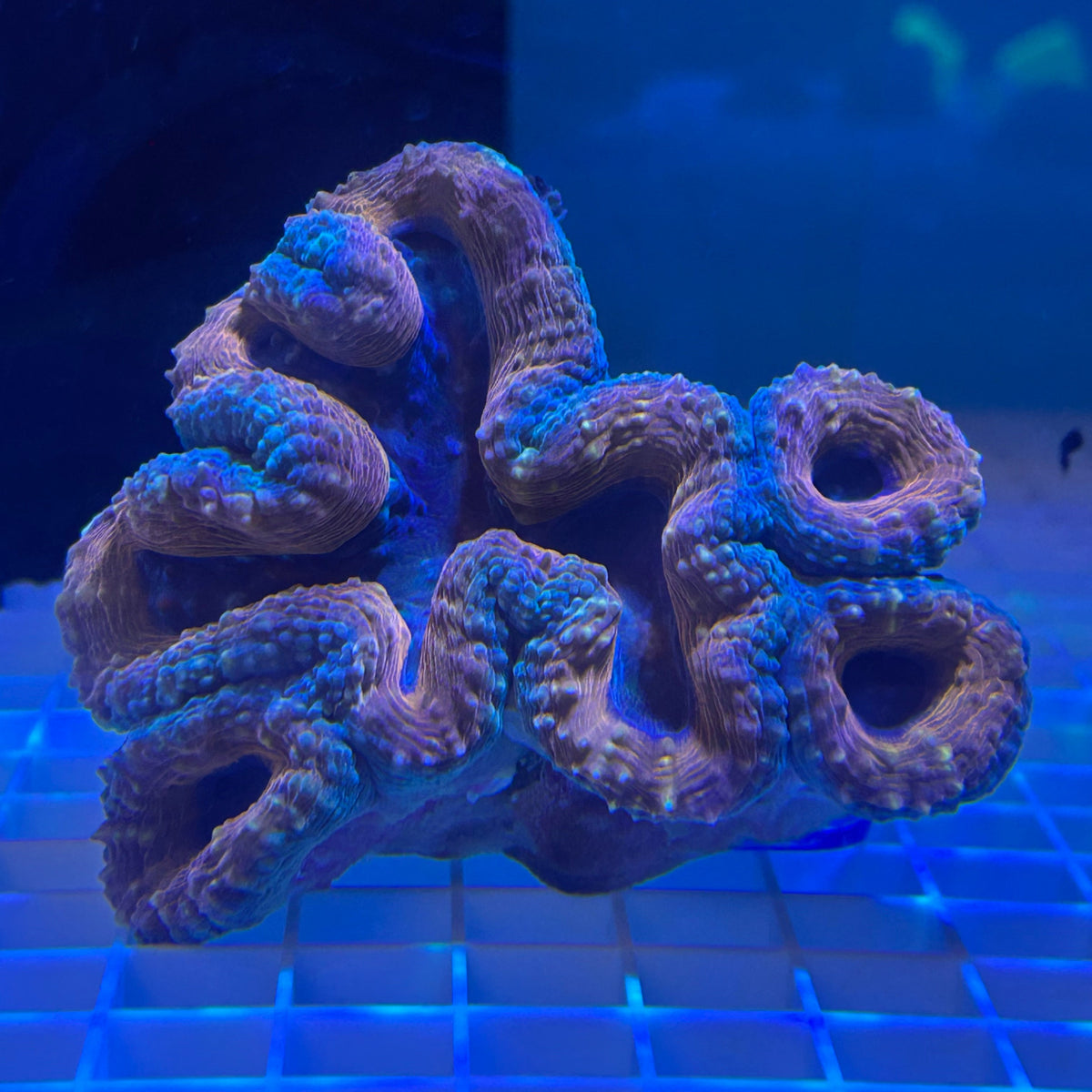 WYSIWYG XL Red Aussie Lobo Coral - 011