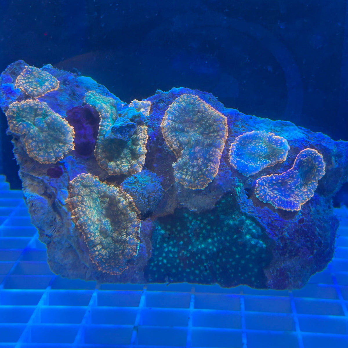 WYSIWYG Red Rhodactis 7-Mushroom Colony + Bonus Mystery Coral - 010
