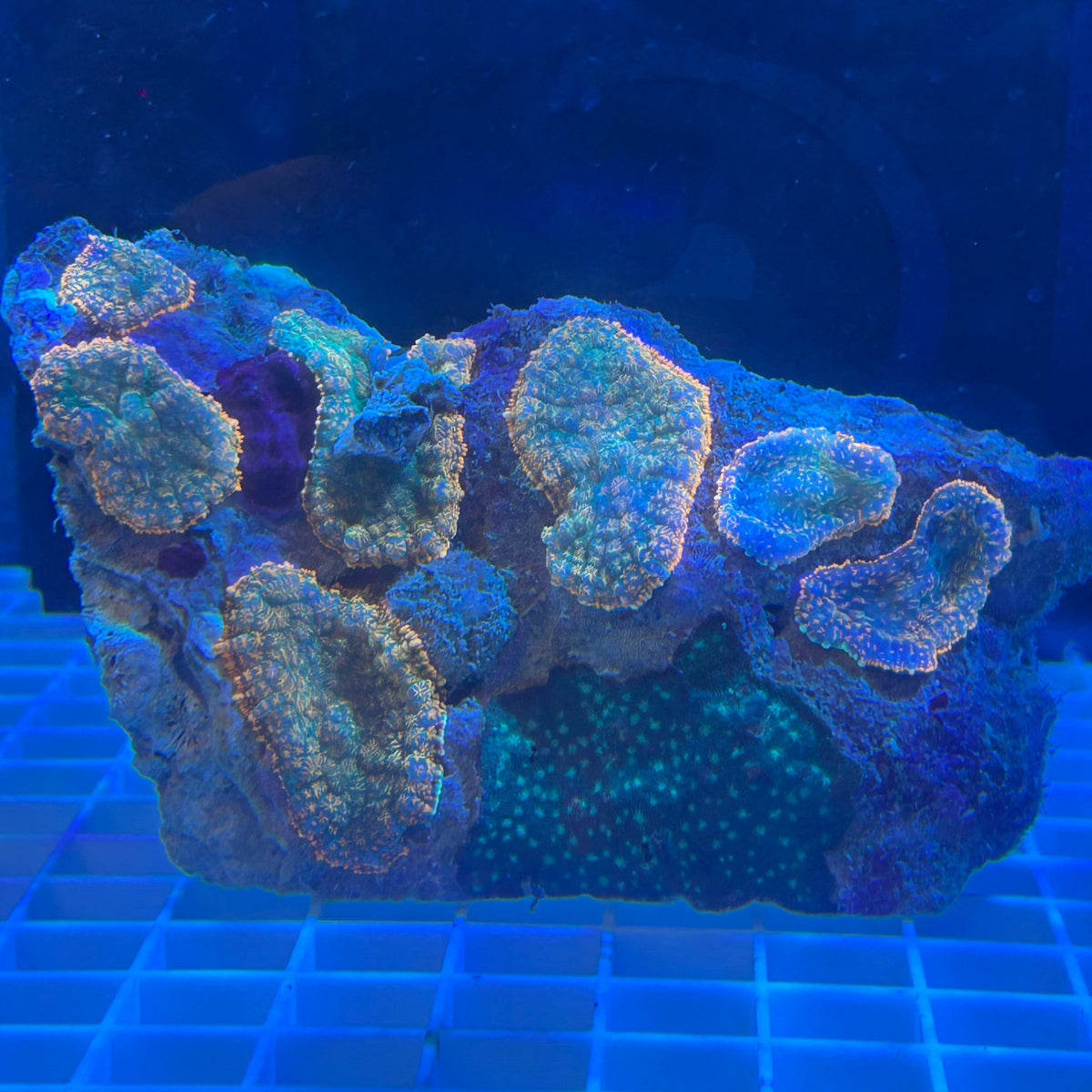WYSIWYG Red Rhodactis 7-Mushroom Colony + Bonus Mystery Coral - 010