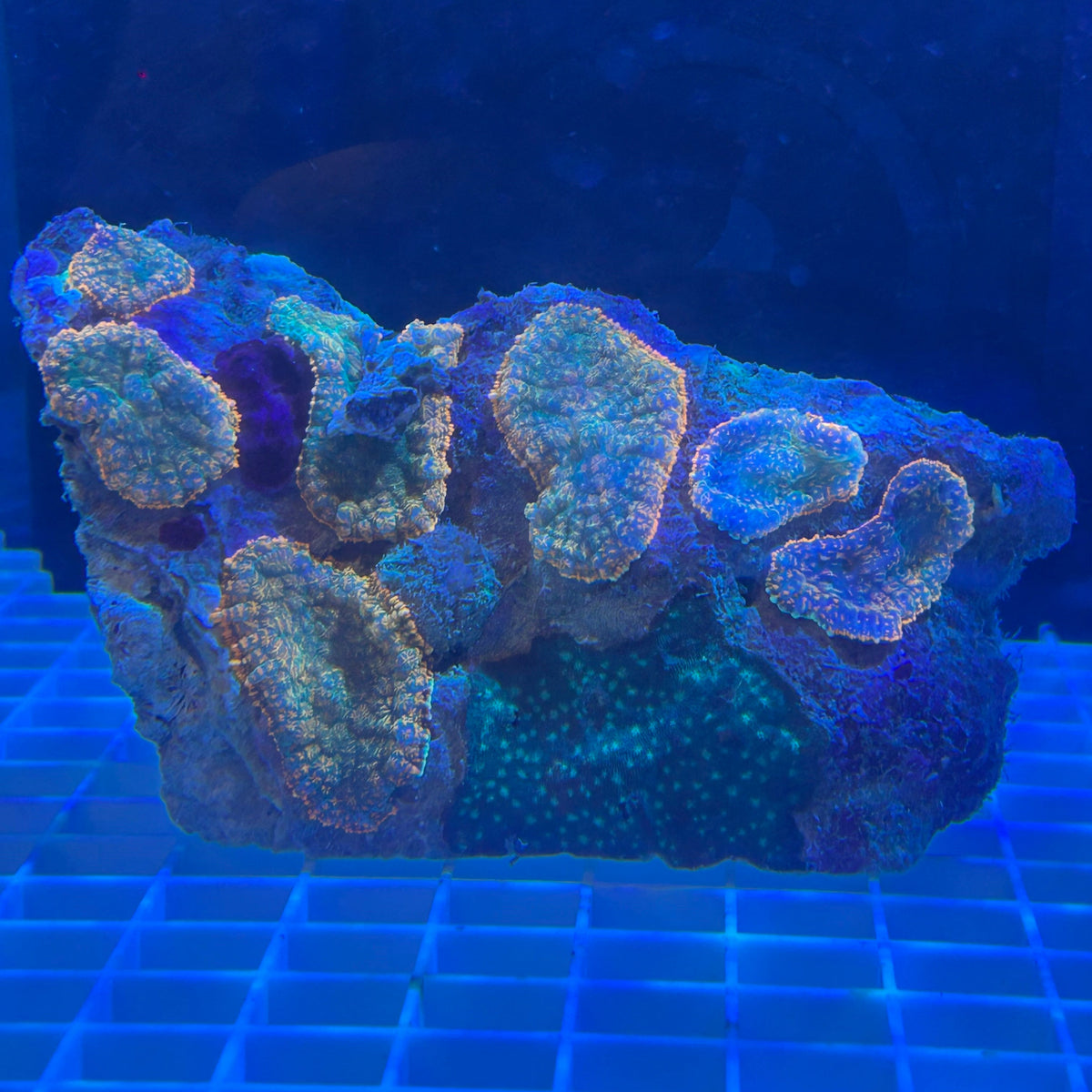 WYSIWYG Red Rhodactis 7-Mushroom Colony + Bonus Mystery Coral - 010