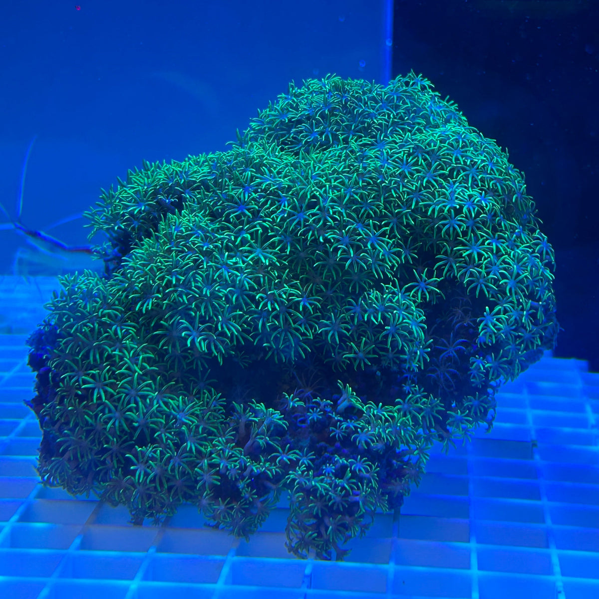 WYSIWYG XL Green Star Polyp Colony - 009
