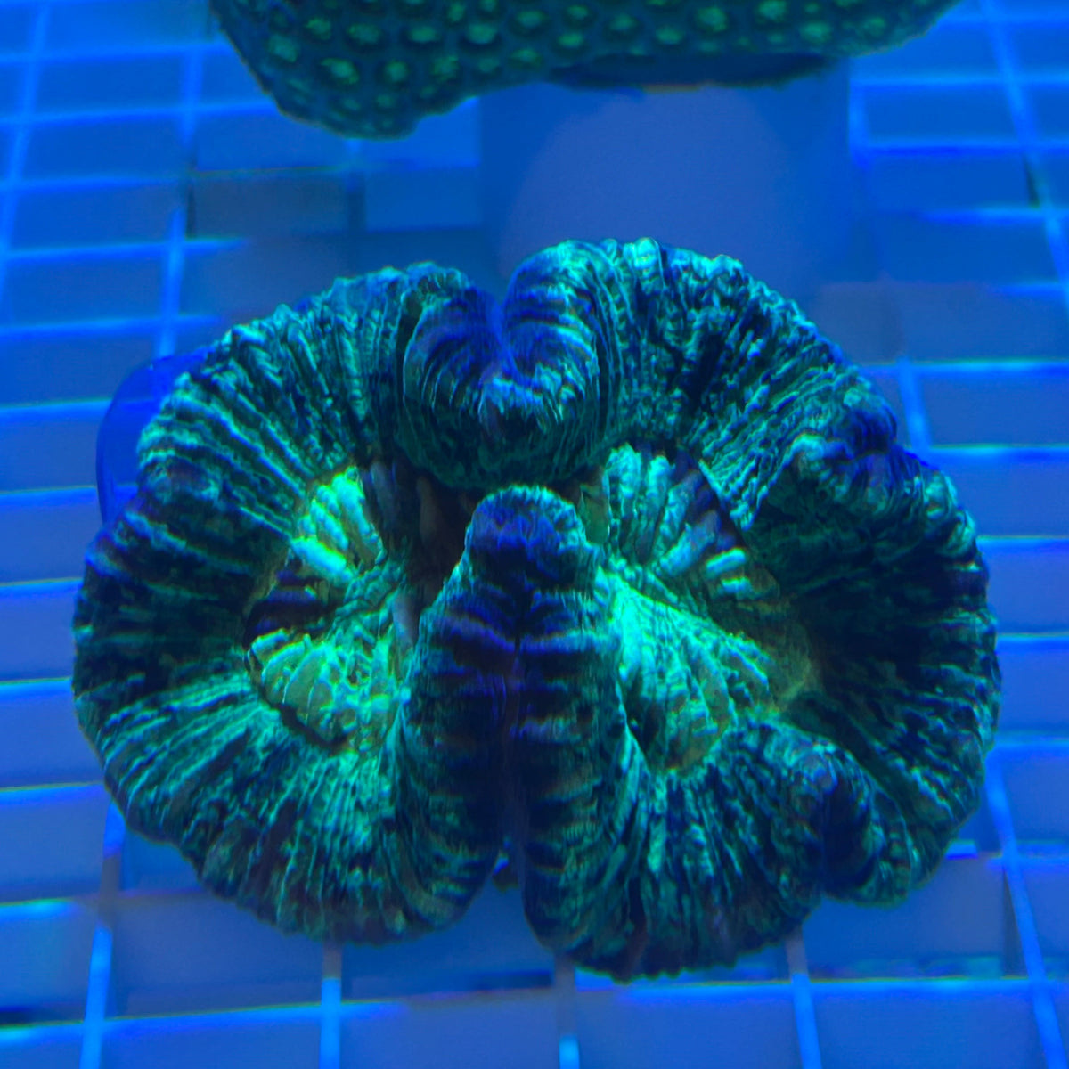 WYSIWYG Wellsophyllia Folded Green Brain LPS - 008