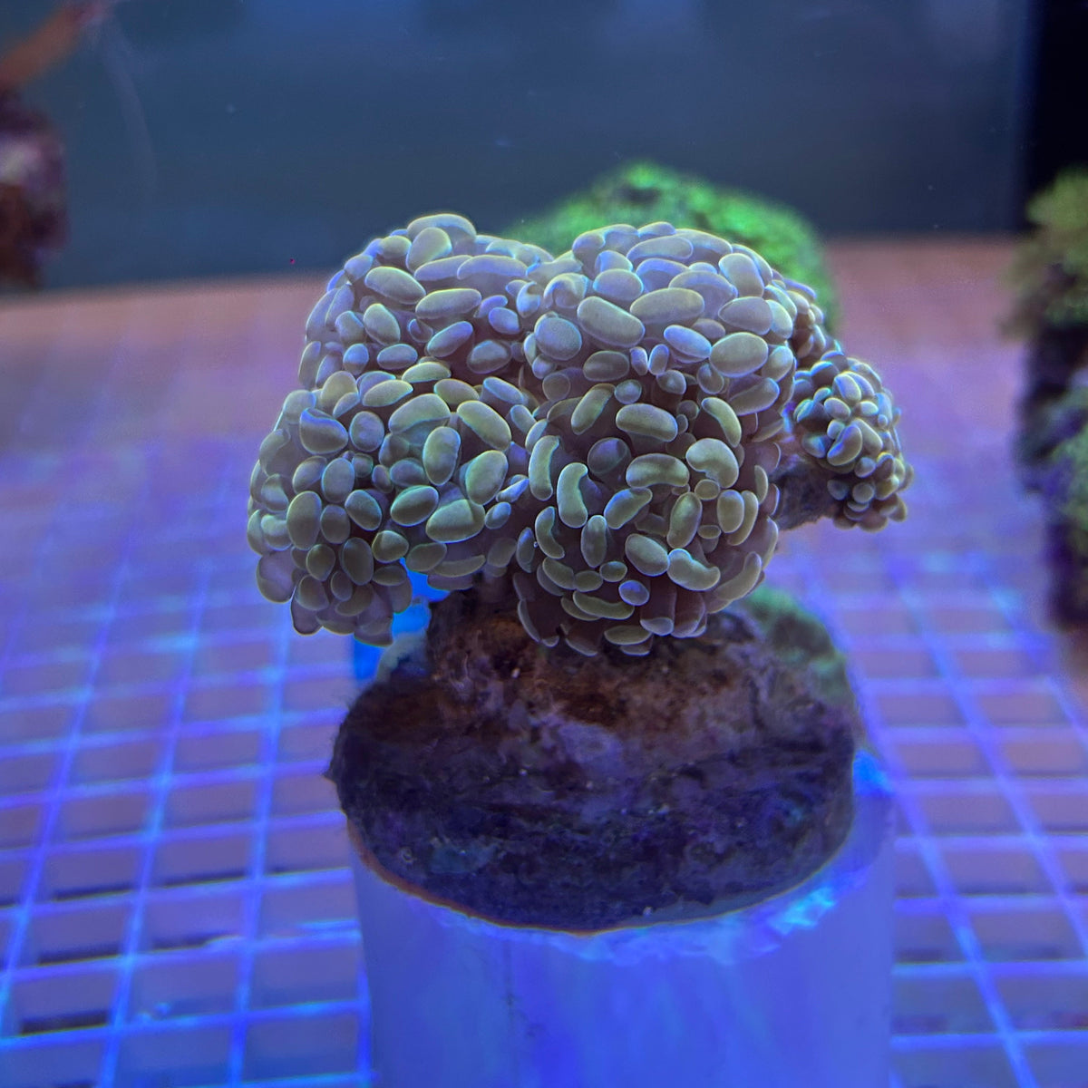 WYSIWYG Gold Branching Hammer Coral: Full 6-Head Colony - 005