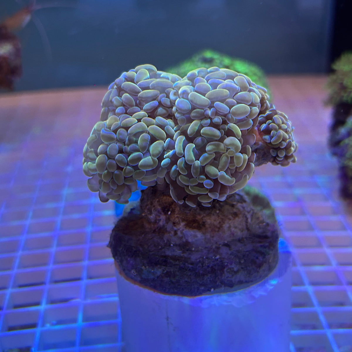 WYSIWYG Gold Branching Hammer Coral: Full 6-Head Colony - 005
