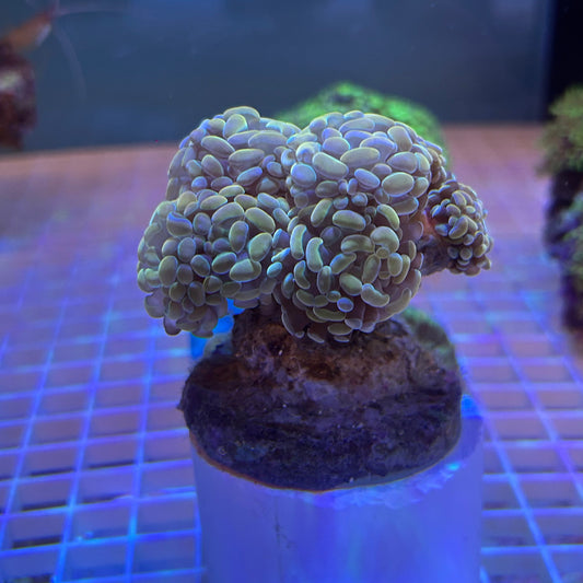 WYSIWYG Gold Branching Hammer Coral: Full 6-Head Colony - 005