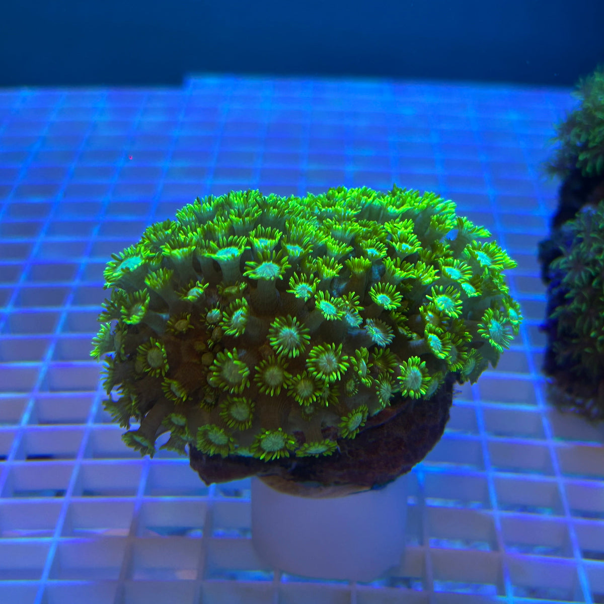 WYSIWYG Yellow-Green Goniopora Colony Vibrant LPS - 012