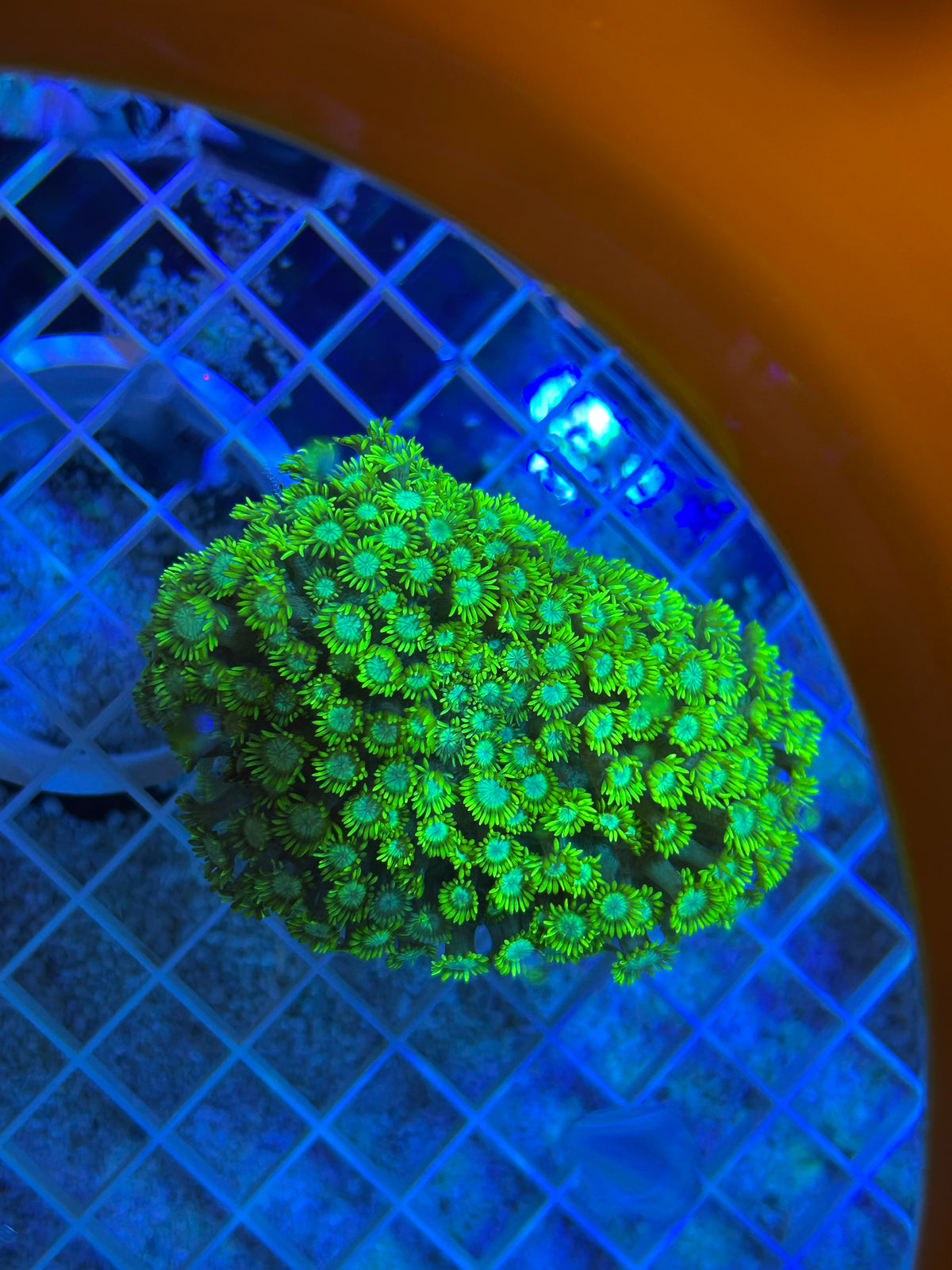 WYSIWYG Yellow-Green Goniopora Colony Vibrant LPS - 012