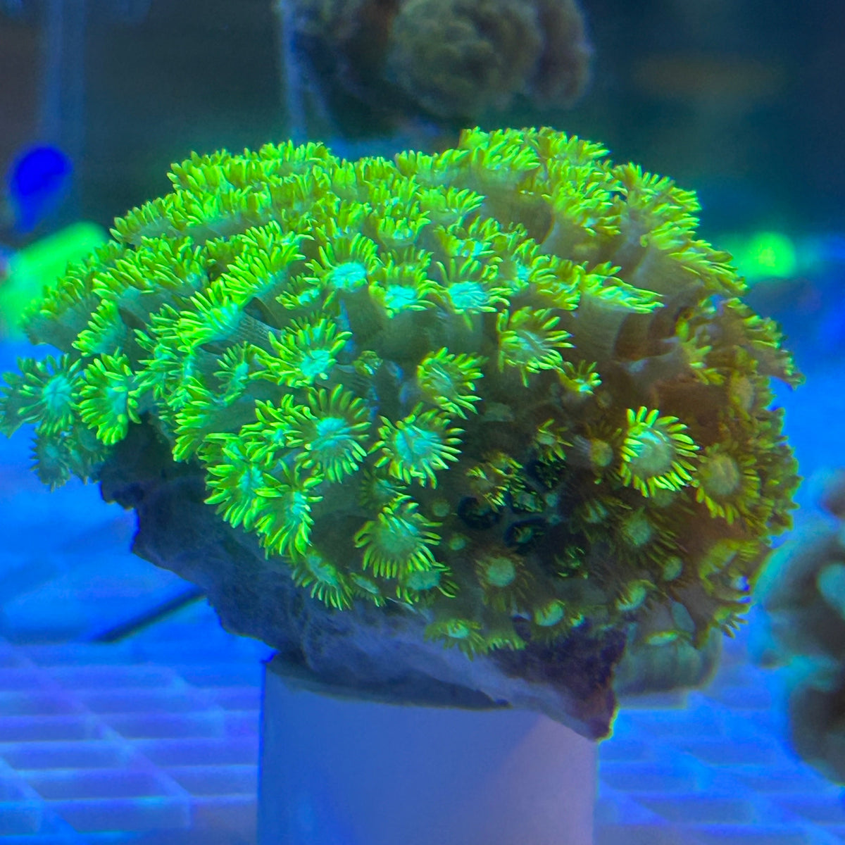 WYSIWYG Yellow-Green Goniopora Colony Vibrant LPS - 012
