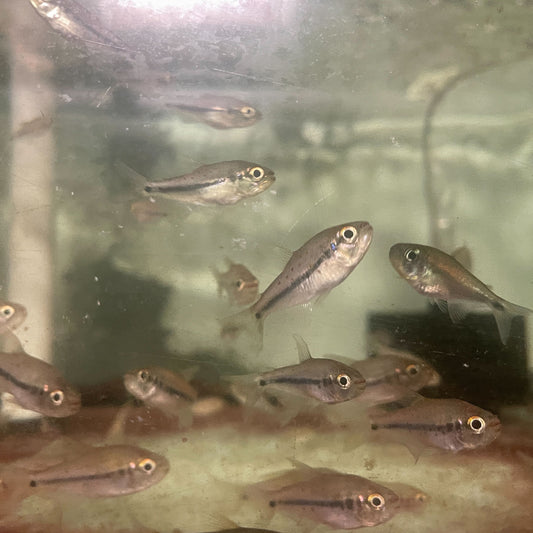 Kyburzi Rainbow Tetra