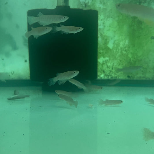 Red Rivulus Killifish