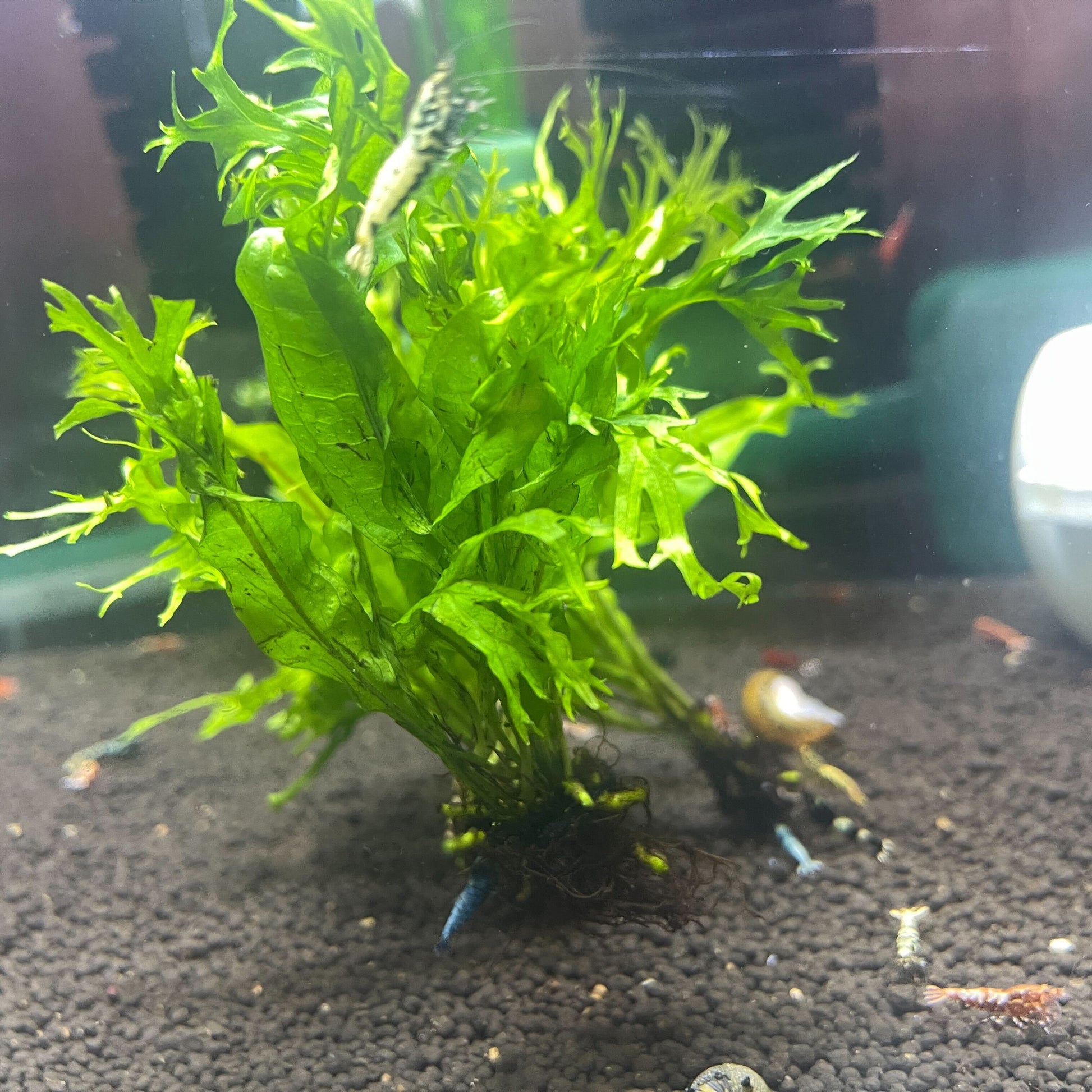 Lacey Java Fern for sale – AquariumFish.com