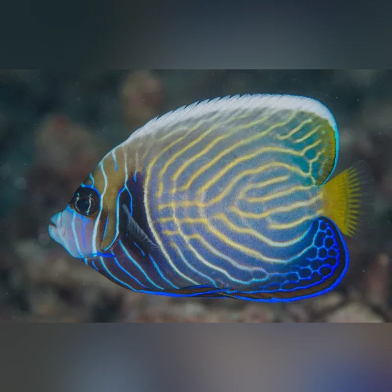 Imperator Angelfish