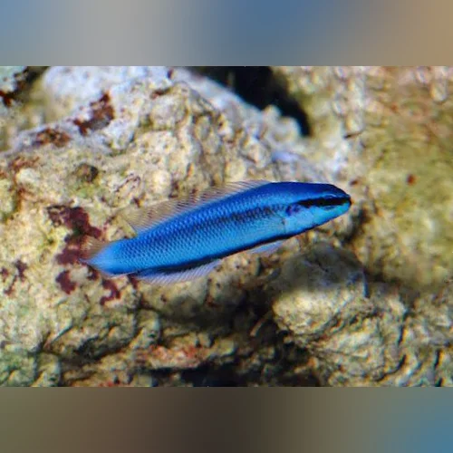 Indigo Dottyback