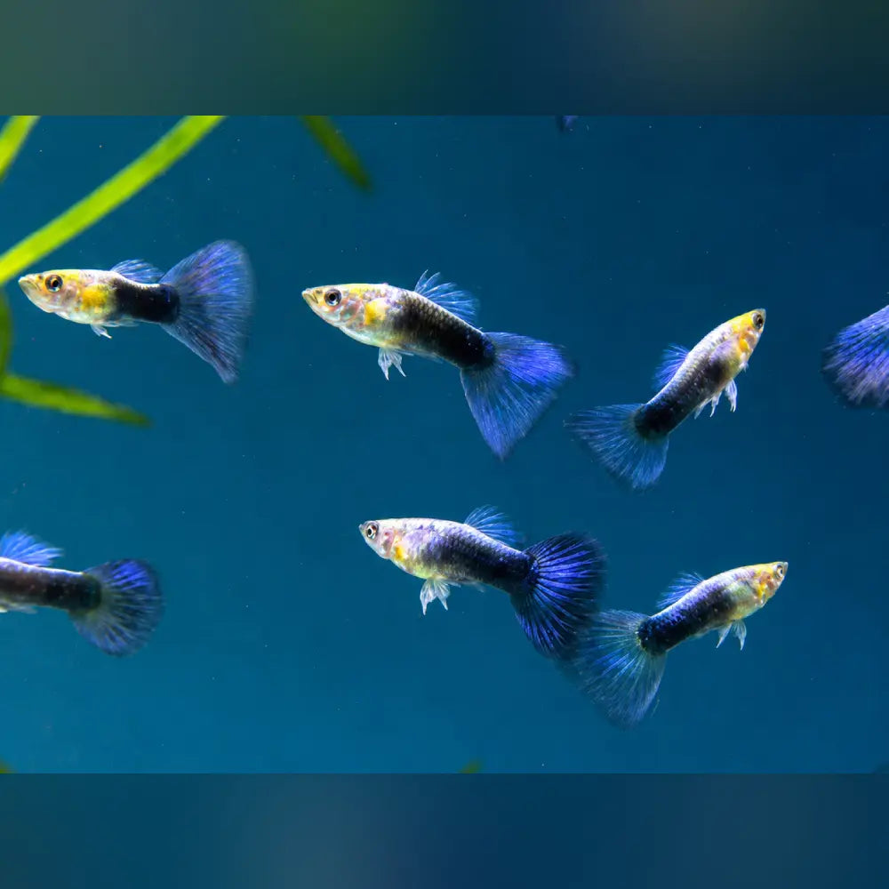 Several small guppy fish swimming in a blue aquarium with a few green aquatic plants visible.