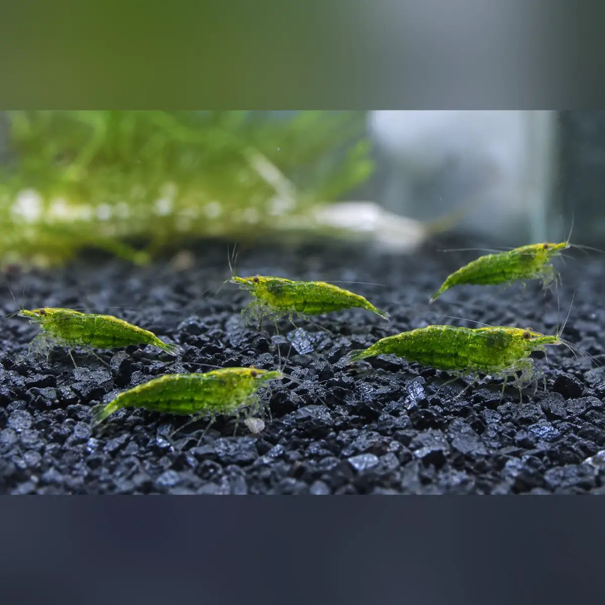 Jade Green Shrimp