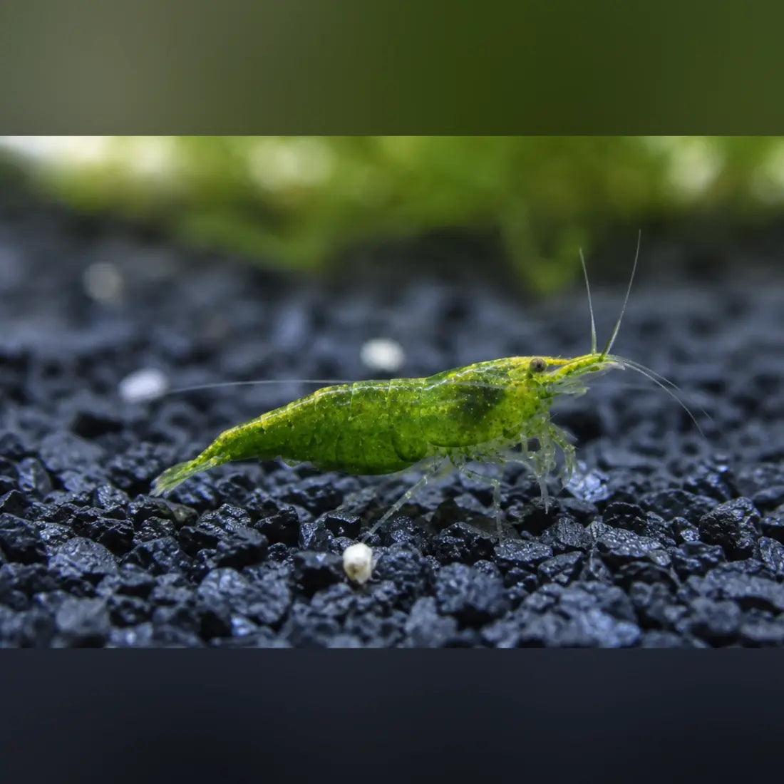 Jade Green Shrimp