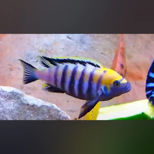 Jalo Reef Cichlid