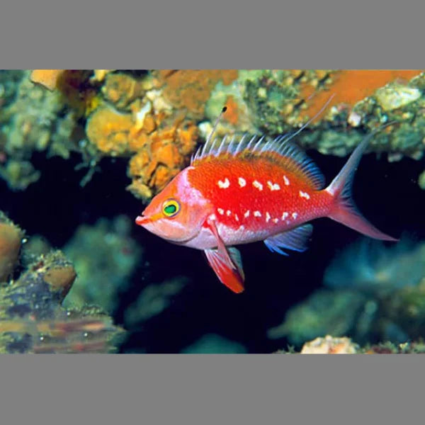 Japanese Sacura Anthias