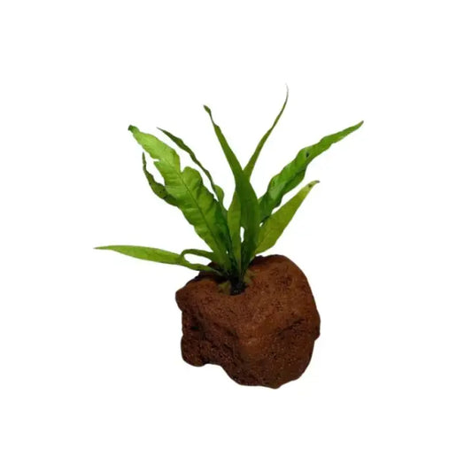 Java Fern on Lava Rock