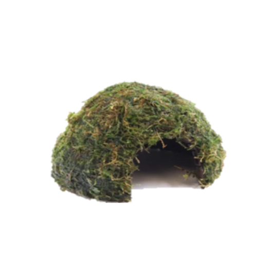Java Moss on Coconut Shell