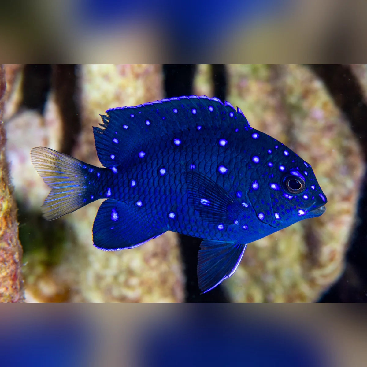 Blue fish with white spots swimming in an aquarium setting