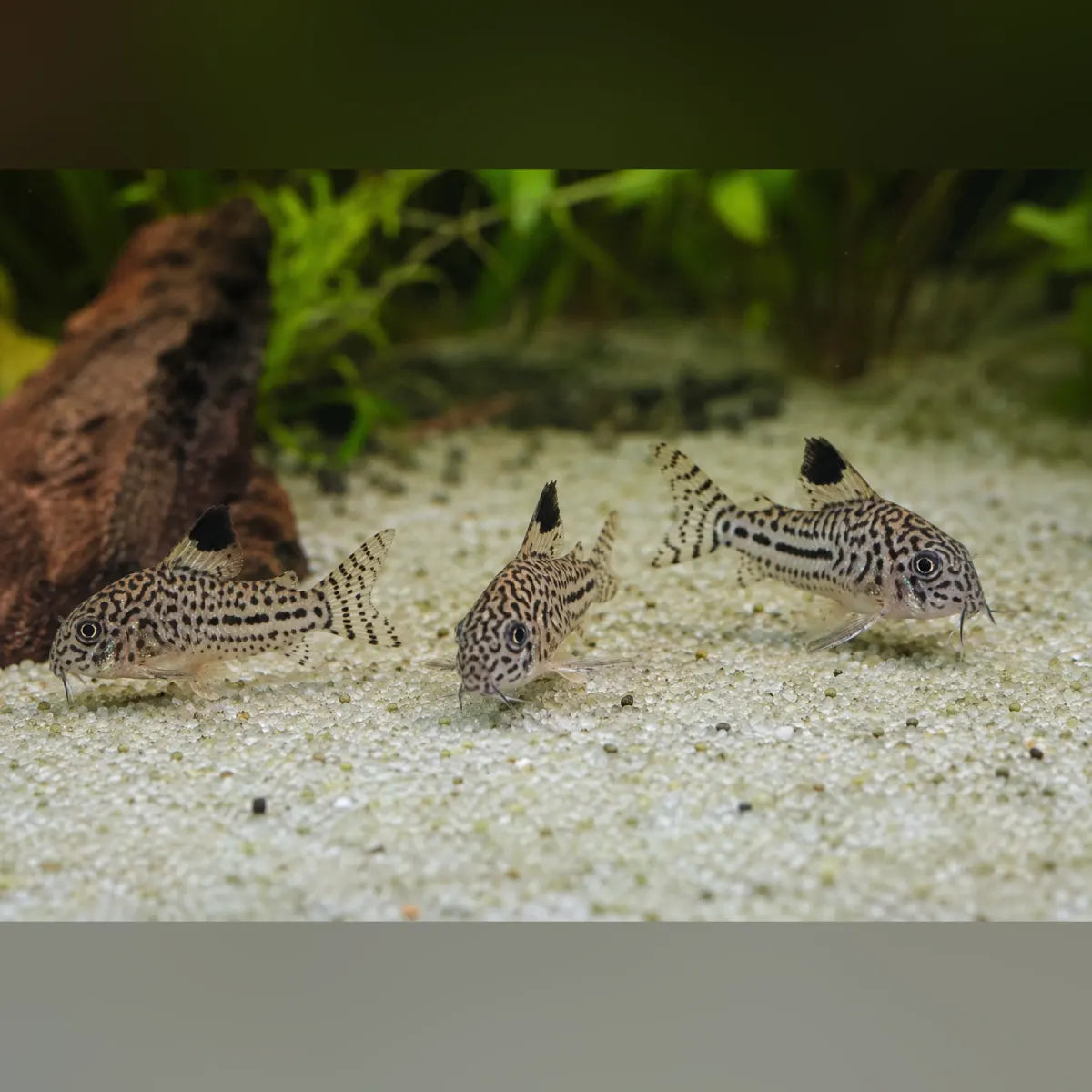 Julii Cory (Group of 3)