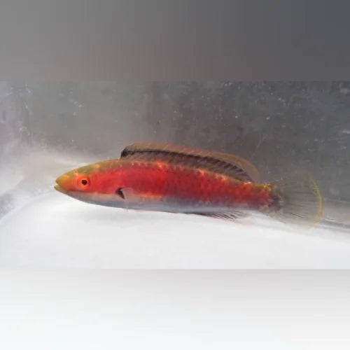 Katherine's Fairy Wrasse