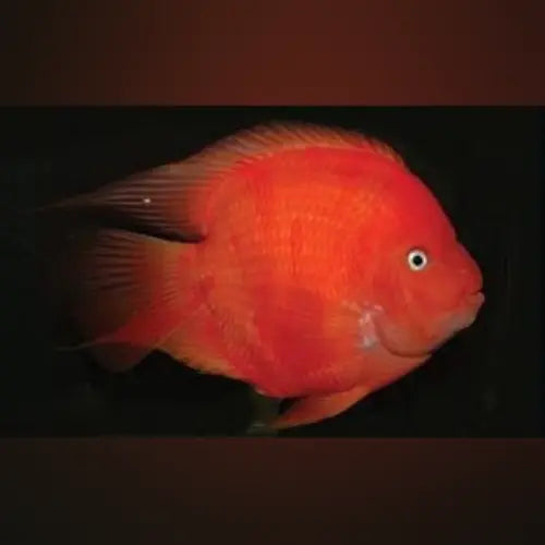 King Kong Parrot Cichlid
