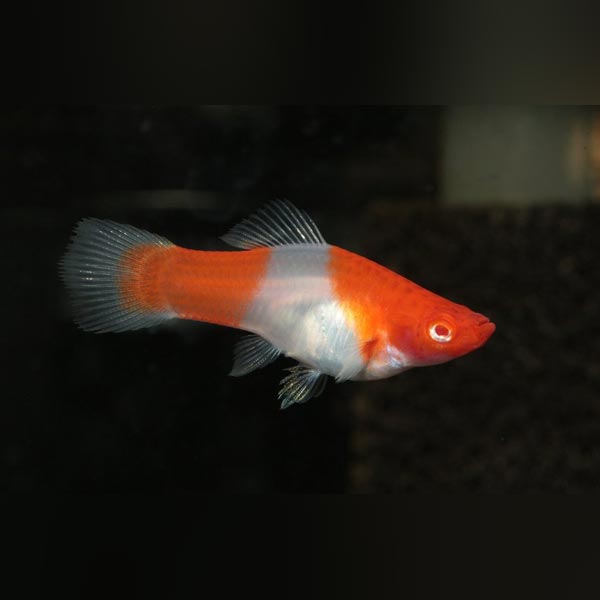 Koi Kohaku Red Eye Swordtail (group of 4) – AquariumFish.com