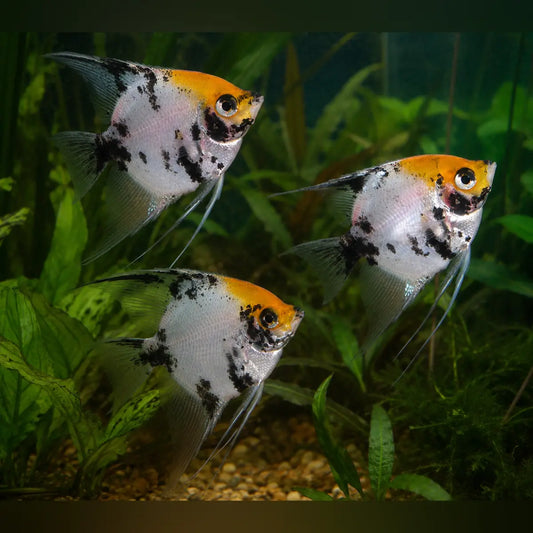 Koi Angelfish (Group of 3)