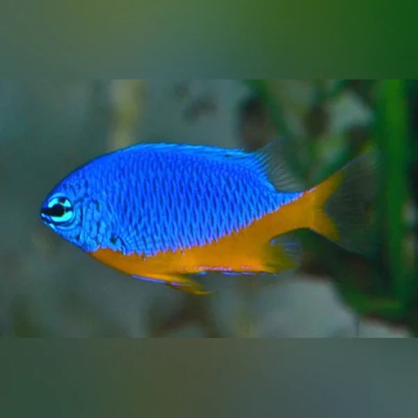 Blue and yellow fish in an aquarium setting