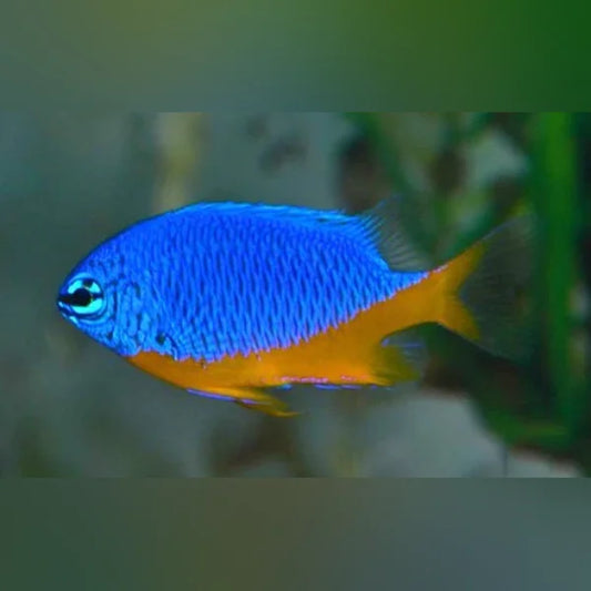 Blue and yellow fish in an aquarium setting