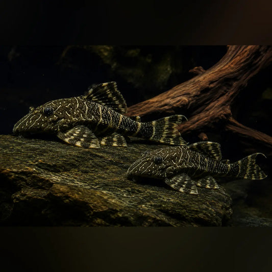 L-104 Clown Stripe Pleco (2-Pack)