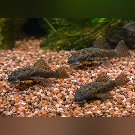 L-144 Bushynose Pleco (3-Pack)