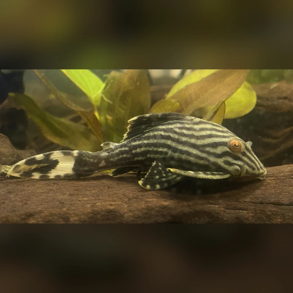 L-190 Royal Pleco