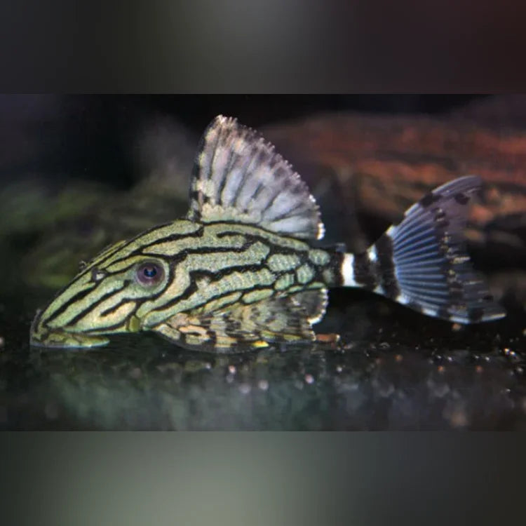 L-191 Broken Line Royal Pleco resting on a smooth surface.