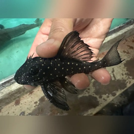 L-501 Black Phantasm Pleco
