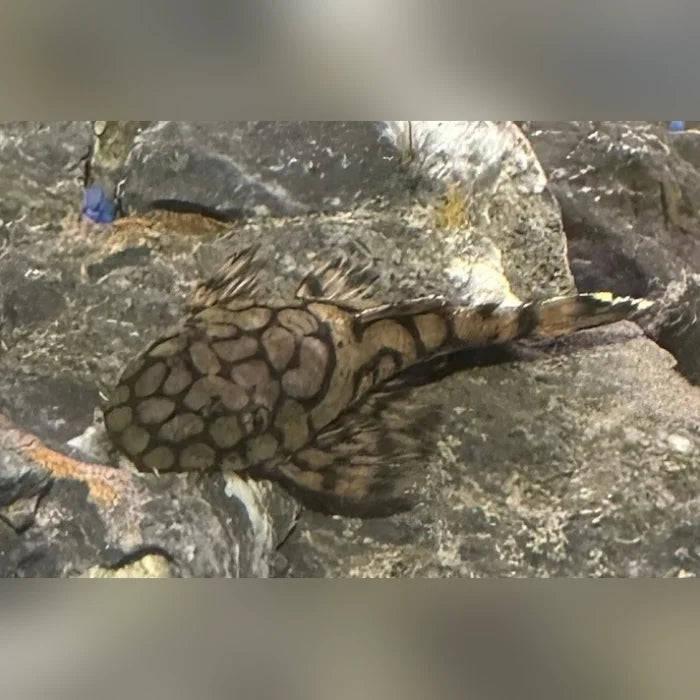 L-519 Honeycomb Pleco – AquariumFish.com