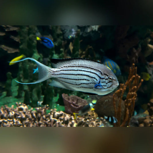 Lamarcks Angelfish swimming in an aquarium with plants and rocks