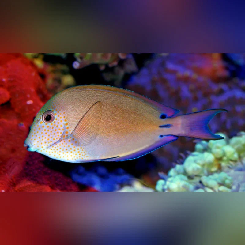 lime tree design lavender fish Lavender Tang for Sale