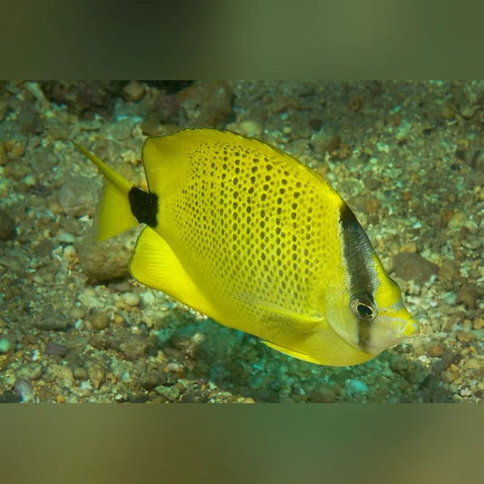 Yellow fish with black spots swimming in an aquarium with a gravel bottom.
