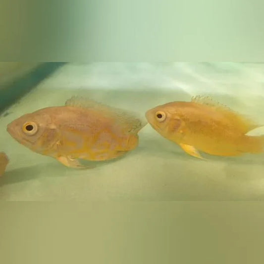 Juvenile Lemon Oscars for sale