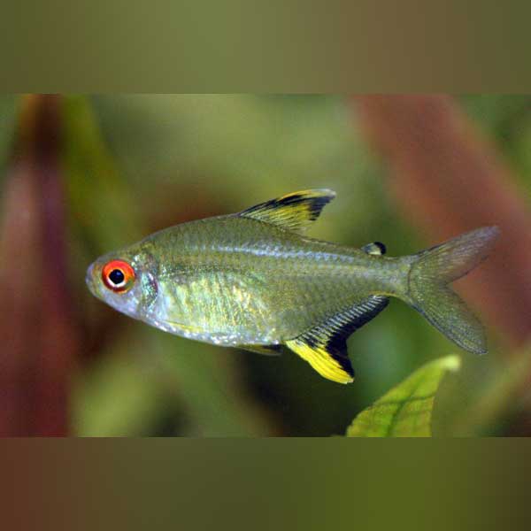 Lemon Tetra